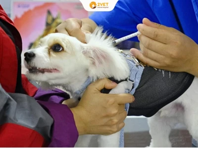 Vacxin 4 bệnh cho mèo giá bao nhiêu và những điều cần biết