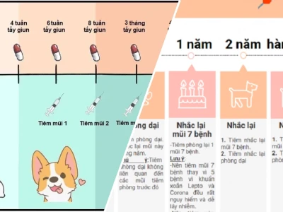 Hướng dẫn chi tiết lịch tiêm phòng cho chó con chuẩn y khoa năm 2026